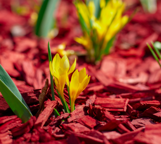 Mulch